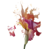 plant - Plantas - 
