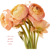 plant - 植物 - 