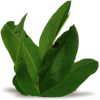 Plant Plants Green - Rastline - 