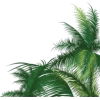 plant - Drugo - 