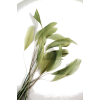 plant - Plantas - 