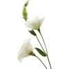 plant - Plantas - 