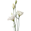 plant - Plantas - 