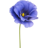 plant - Plants - 