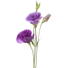plant - Rośliny - 