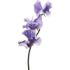 plant - Rośliny - 