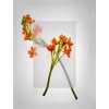 plant - Plantas - 