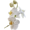 plant - Biljke - 