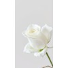 plant - Plants - 