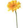 plant - 植物 - 