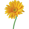 plant - Biljke - 