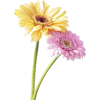 plant - 植物 - 
