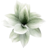 plant - Rośliny - 