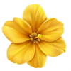 plant - Plantas - 
