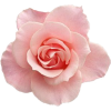 plant - Pflanzen - 