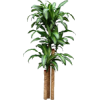 plant - Pflanzen - 