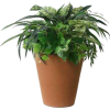 plant - Uncategorized - 