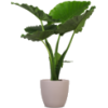 plant - Uncategorized - 