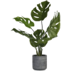 plant - Uncategorized - 