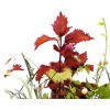 plants - Rastline - 
