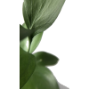plants - 植物 - 