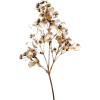 plants - 植物 - 