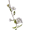 plants - 植物 - 