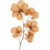 plants - 植物 - 