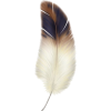 plumas - Items - 