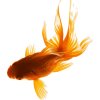 pngwing fish - Animals - 