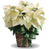 poinsettia - Uncategorized - 