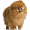 pomeranian dog - Животные - 