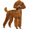 poodle - Animales - 
