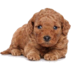 poodle puppy - Tiere - 