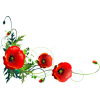 poppies - Plants - 