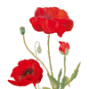 poppies - 植物 - 