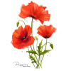 poppies - Rastline - 