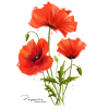 poppies - Plantas - 