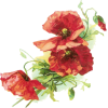 poppy - Pflanzen - 