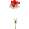 poppy flower stem  - Biljke - 