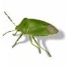 insekti - Animals - 