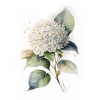 pozadina - Background - 