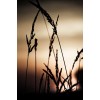 prairie grass - Figure - 