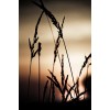 prairie grass - Figuras - 