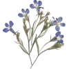 pressed forget me not flowers - Uncategorized - 
