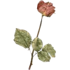 pressed rose flower - Uncategorized - 