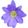 pruple flower - 植物 - 