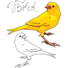 ptice - Animales - 