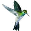 ptice - Animals - 