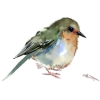 ptice - Animals - 